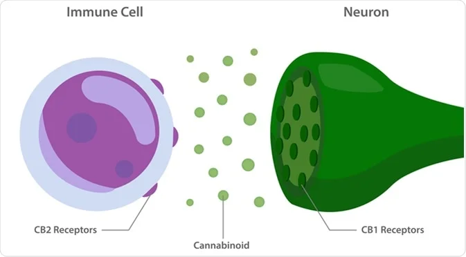 cbd pain