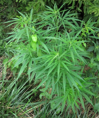 hemp plant for cbd
