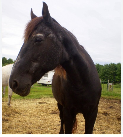 equine in pasture