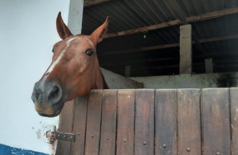 horse on stall rest