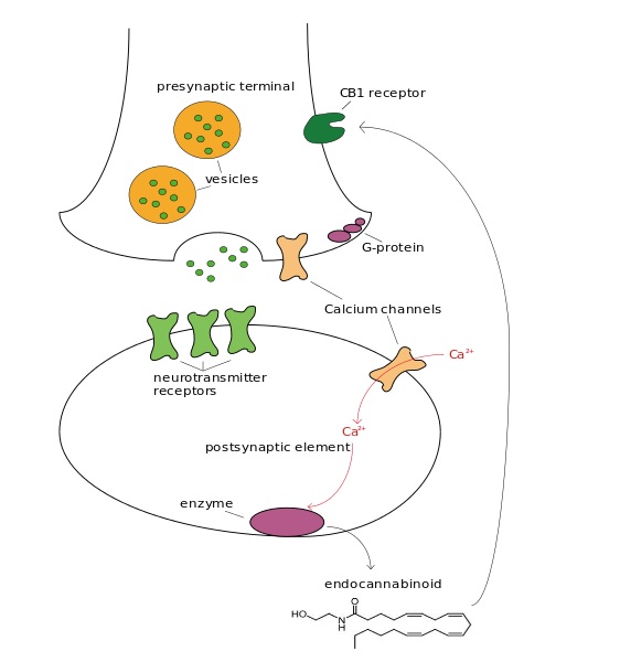 Endocannabinoid System