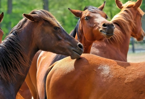 horses and cbd