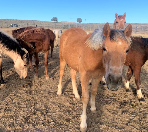 horses and pain relief