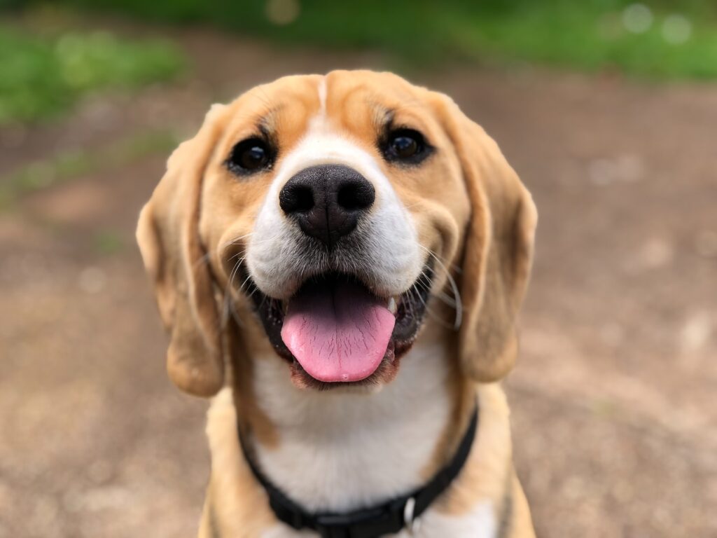 dog's face is happy with pet cbd products